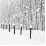 slides/Snowy Fence.jpg snow fence, sussex,winter,snow,southwater west sussex,black and white,contrasts Snowy Fence